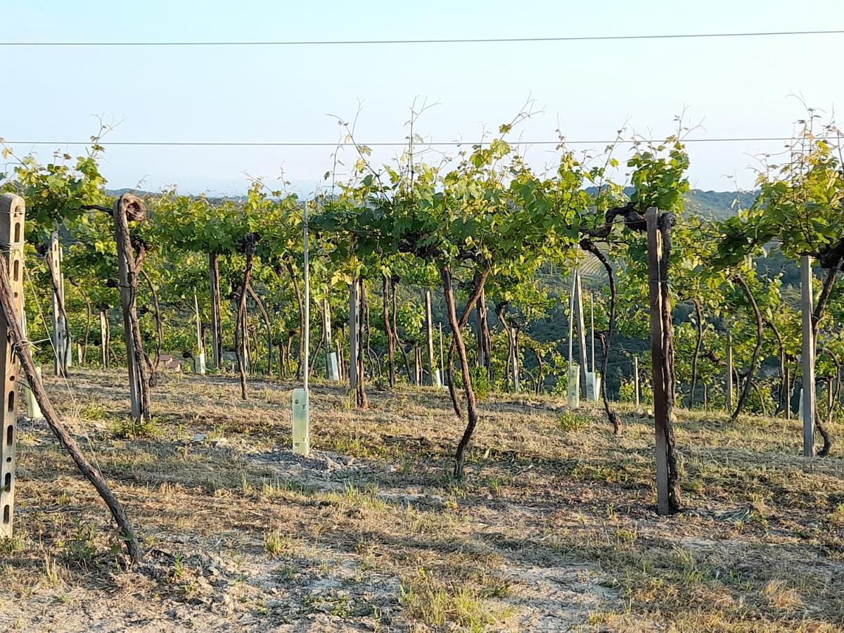 Apartmán Agriturismo Il Biancospino Bed & Wine Lerma Exteriér fotografie